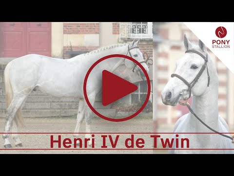 Henri IV de Twin, étalon PFS par Consul DL Vie Z en liberté