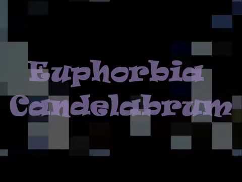 Euphorbia candelabrum