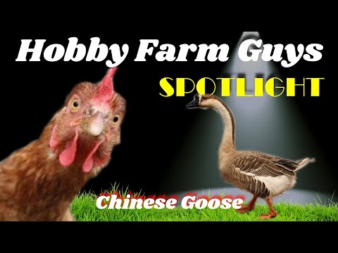 , title : 'HFG Farm Animal Spotlight: Chinese Goose'