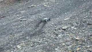 preview picture of video 'RC Hill Climb # 1- Trevorton, PA'