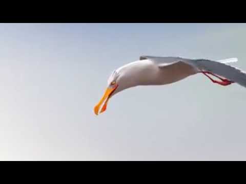 The impotans of unity