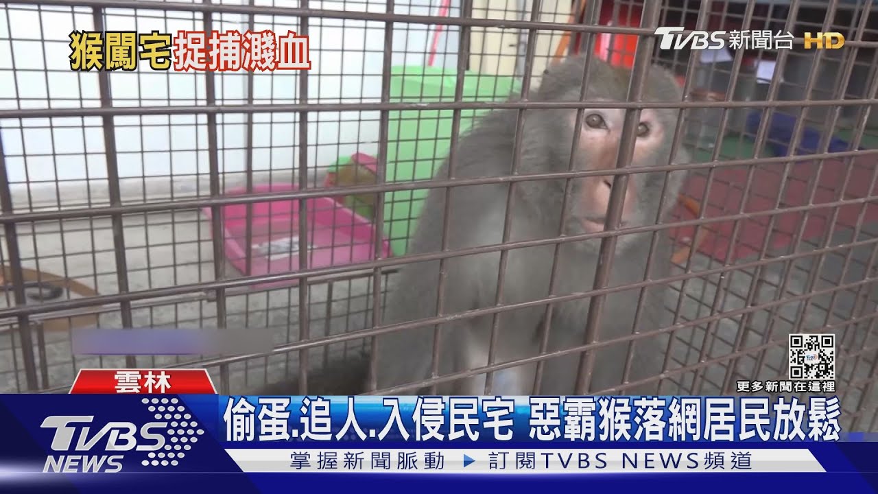 猴子會開門!密室抓猴 捕猴員遭牠咬一口