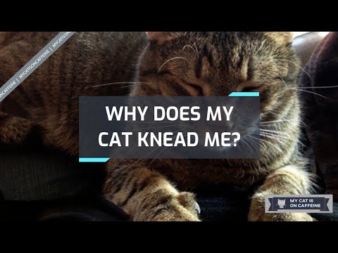 WHY DOES MY CAT KNEAD ME?