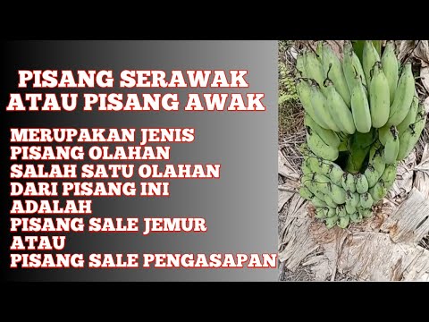 BANANA SALE, BANANA SERAWAK OR BANANA Crew #SHORTS