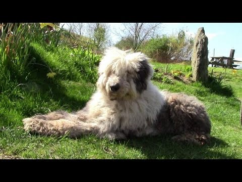 YouTube video about: Can I use sheep shears on a dog?