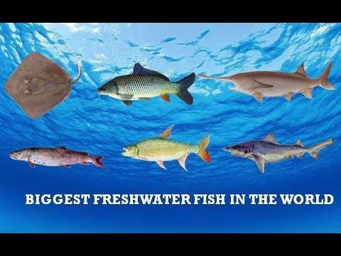 Biggest Freshwater Fish in the World