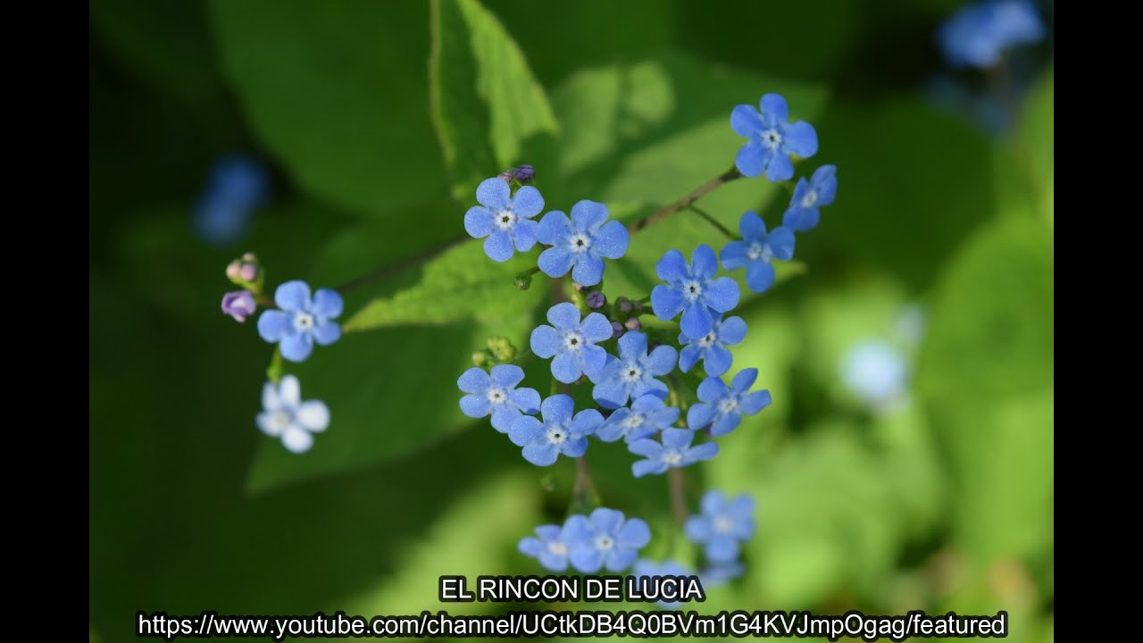 La Flor Nomeolvides 🌺🌼🌸