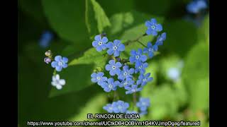 La Flor Nomeolvides 🌺🌼🌸