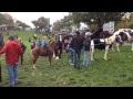 Ballinasloe Horse Fair 2014