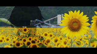 【VOICEROID車載】二束のアネモネ　第１話　　結月ゆかり×v_flower
