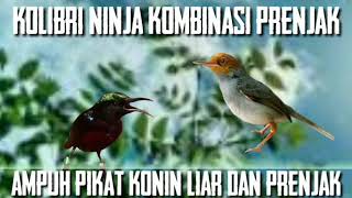 Download lagu Kolibri ninja kombinasi prenjak pikat konin liar dan prenjak mp3