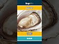 oyster - 牡蛎 video thumbnail