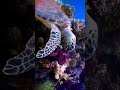 There are colorful coral reefs on the bottom of the transparent seabed
