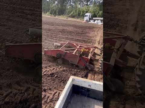 Carregando batata lapa Paraná x pedras grande SC