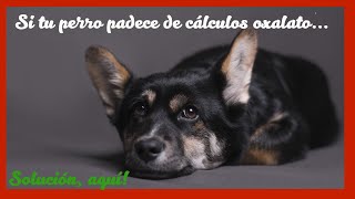 Piedras en el riñón de tu perro. Solución en la alimentación natural