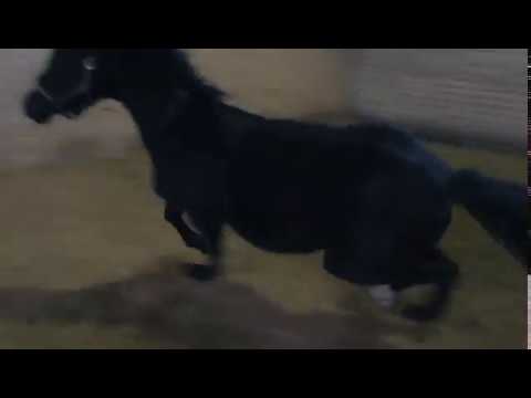 2-jähriger Ponyhengst v. Noah de Lux-Hilkens Black Delight