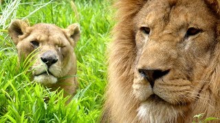 Lilongwe Wildlife Center - Malawi, Africa