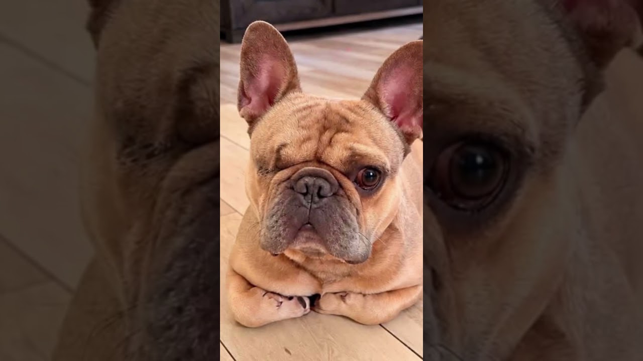 Enlarge Teddy, a Adoptable French Bulldog in Citrus Heights, CA video 5/6