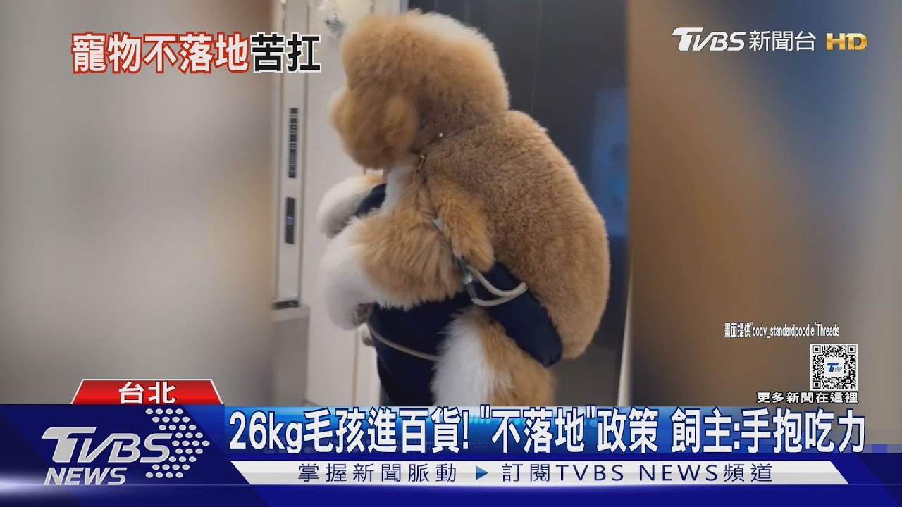 26kg毛孩進百貨！「不落地」政策　飼主：手抱吃力