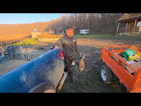 Tiberiu a furat o Rata si a pregatit o la cuptor !!