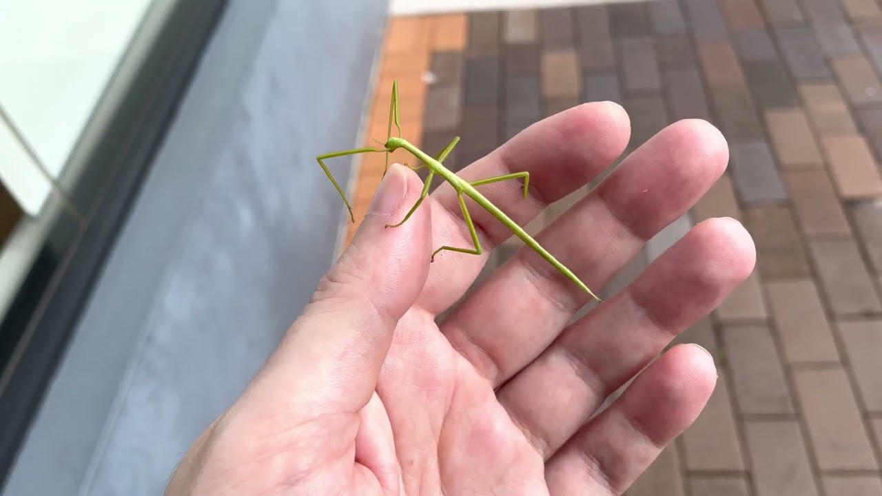 Spur Legged Phasmid (Didymuria violescens) Found!
