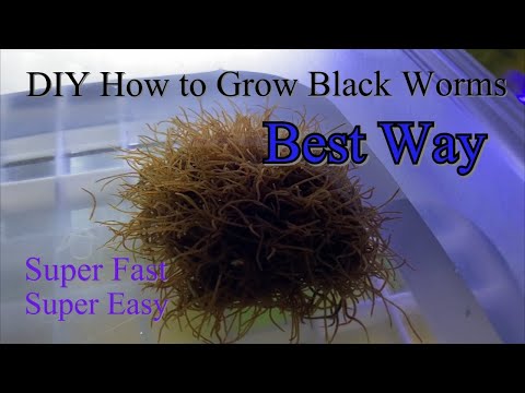 How to Grow Black Worms(Great Live Food For Fish)