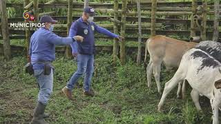 TV MUNICIPIOS - PRODUCTORES MARSELLESES PODRÁN EXPEDIR SUS GUÍAS DE MOVILIZACIÓN ANIMAL EN LA ALCALDÍA