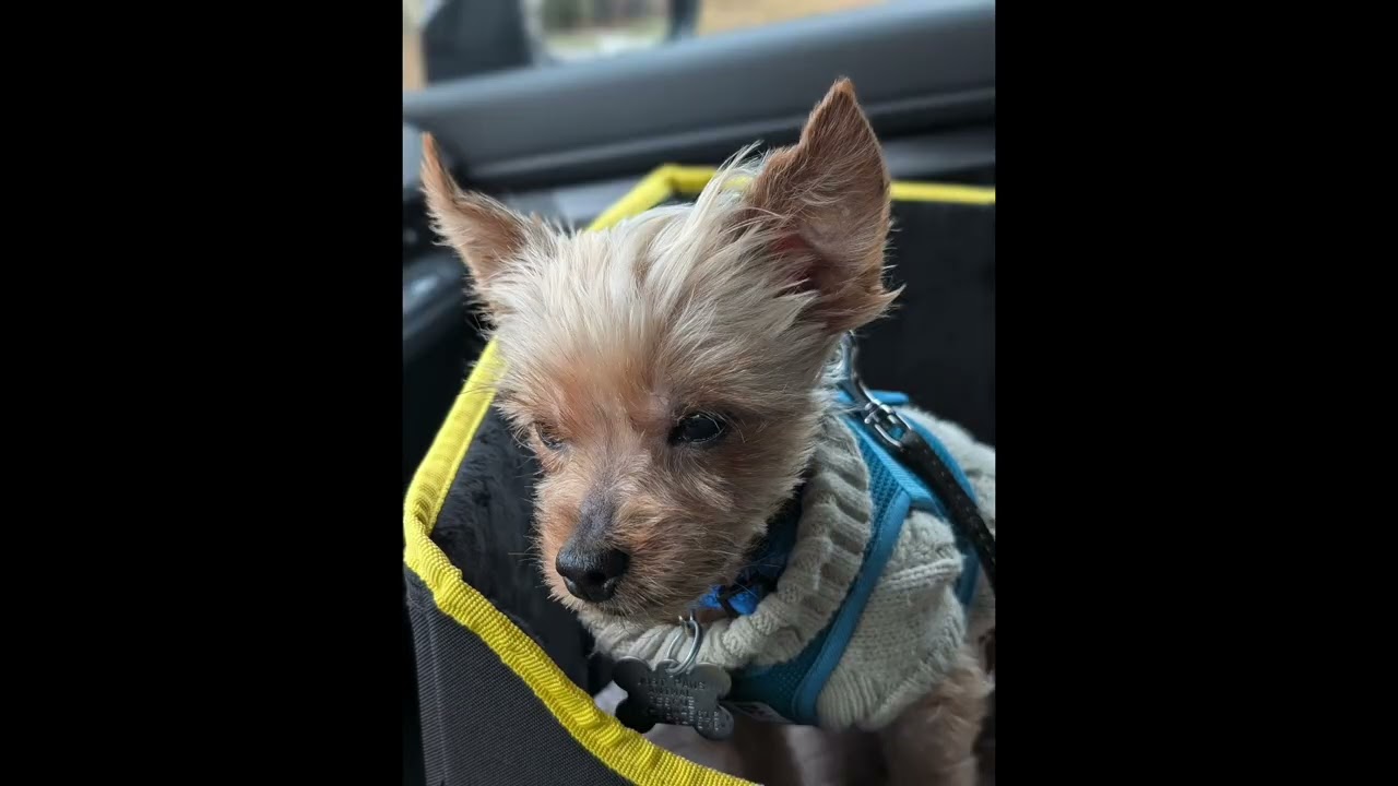 Enlarge BUTCH, an adopted Yorkshire Terrier in Richmond Hill , ON video 6/6