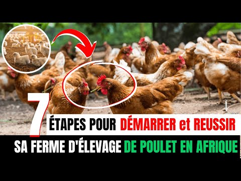 Démarrer élevage poulet Afrique