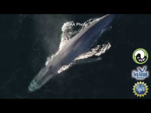 15 Second Science - Diverse microbes