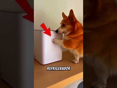 Cómo Es La Vida De Lujo De Este Perrito? 😮