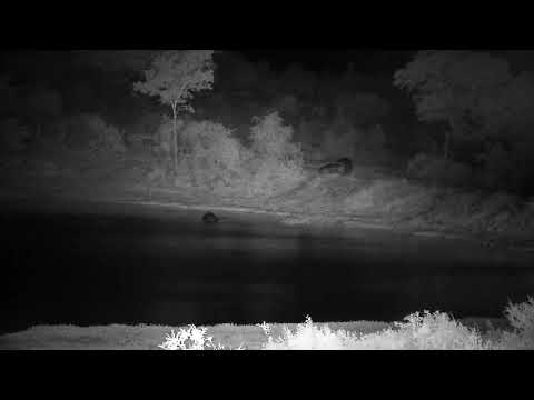 Djuma: Hippos-female and calf leave dam-male follows - 01:51 - 11/20/2022