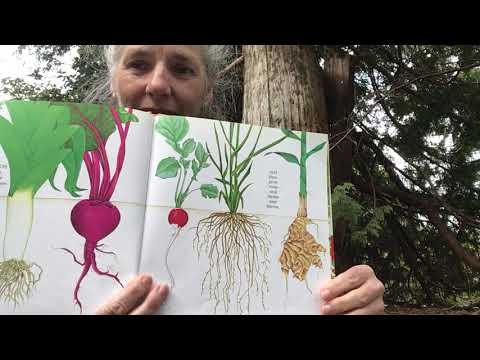 The Reason for a Flower; Written and Illustrated by Ruth Heller; 1983; Read by Denise Bonin