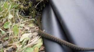 preview picture of video 'Baby Grass Snake living in Wootton Bassett garden'