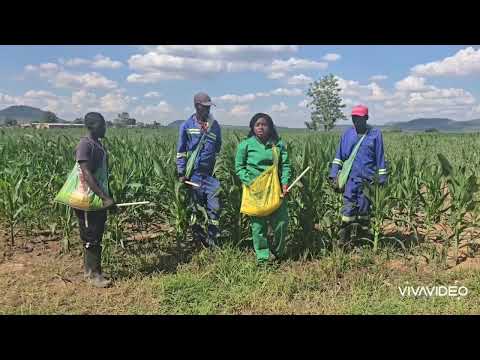 AMMONIUM NITRATE AN band application method in a crop of SC 727 & SC 661at V5/6 using the CHOLA BAG