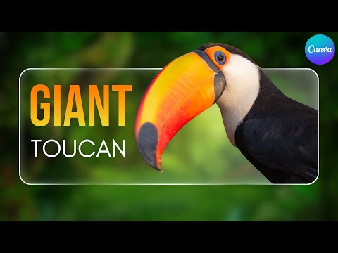 Motion Graphics Tutorial in Canva Create Food Video Ads in Canva
