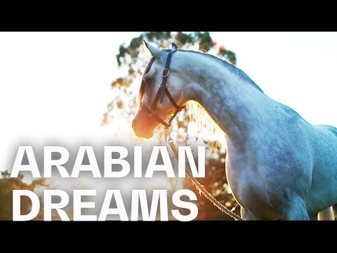 Fascinating Arabian horses at the Mulawa Stables | RIDE