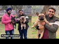 India's best French BullDogs | PulkitVamp