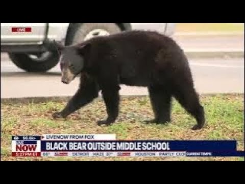 Video | LIVE NOW: Black bear in tree in Virginia near Herndon in Fairfax