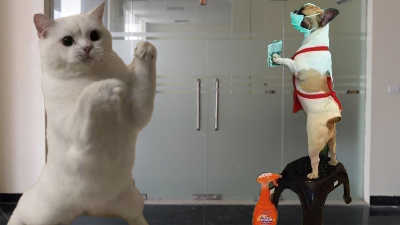 Funny Cat Videos 2024 😸 Cats Funny Videos − Funny Cats