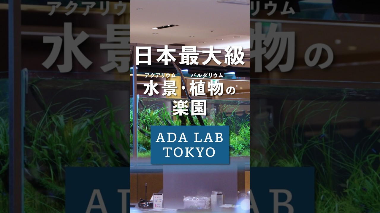 東京にオープンしたアクアリウムと植物の楽園がすごい【ADA LAB TOKYO】 #ada #adalab #アクアリウム #パルダリウム