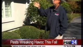 Fall Pest Control Tips: Rodent & Cockroach Control in Macon, GA by Arrow Exterminators