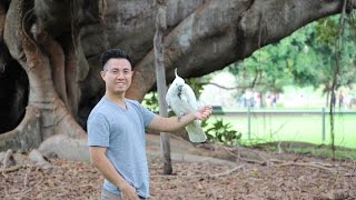 A Look Into the Lives of Wild Cockatoos