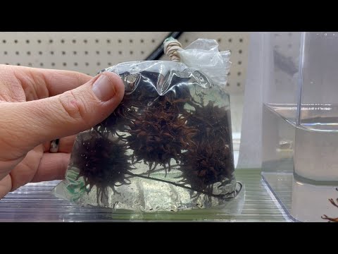 Scud Balls - Scud and Microfauna Seed Pod Culture