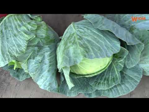 Bronisze: kapusta biała podrożała o 250 proc. Czy ceny innych warzyw też rosną?