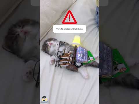 Báo con sập nguồn 😿