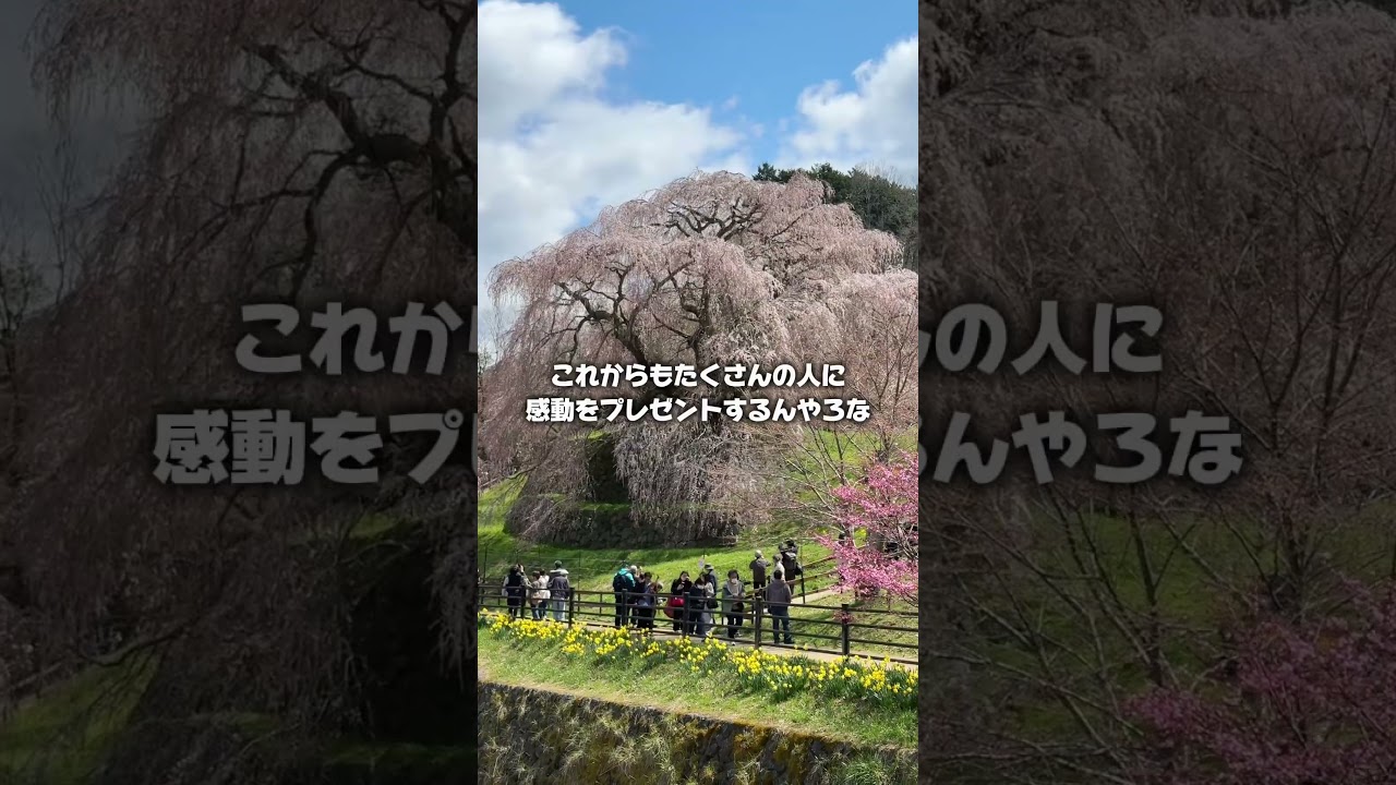 【奈良県・お花見🌸】奈良県で樹齢300年のごっついお花見デート🌸近くにあった廃校カフェもエモいぞ🏫#奈良