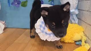 豆柴の動画01