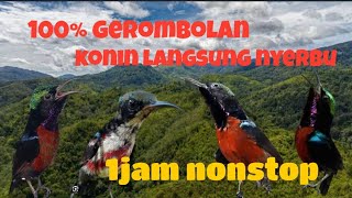 Download lagu Suara pikat konin terbaru 2025 di jamin burung cepat turun‼️ mp3