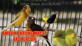 Download lagu TERBARU TERAPI SEMUA JENIS BURUNG TERAPI BURUNG MA... mp3